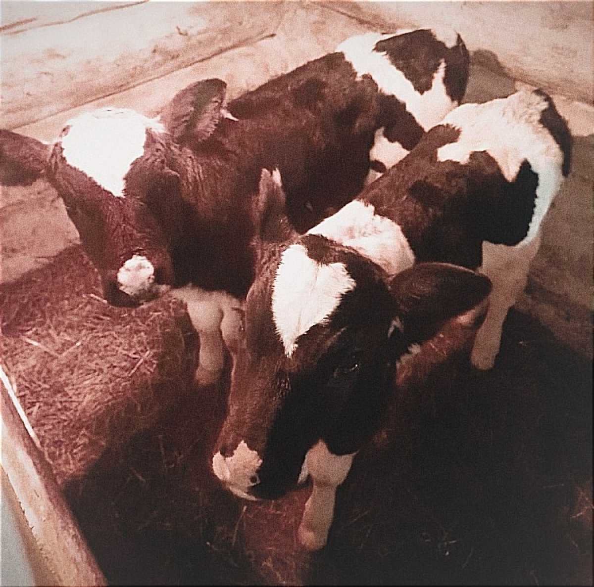 За 30 лет ведения хозяйства это первый случай рождения двойняшек.