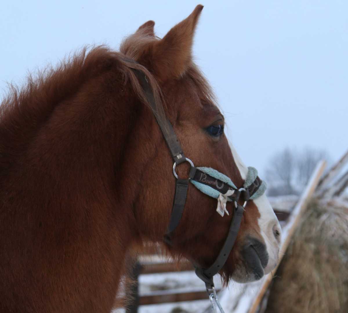 Если бы лошади умели говорить, то сказали бы своей спасительнице Дарье Сандовской большое спасибо.