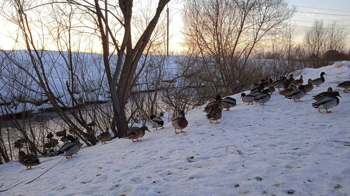 Всероссийская акция «Серая шейка» прошла в Новгородской области 24 января.