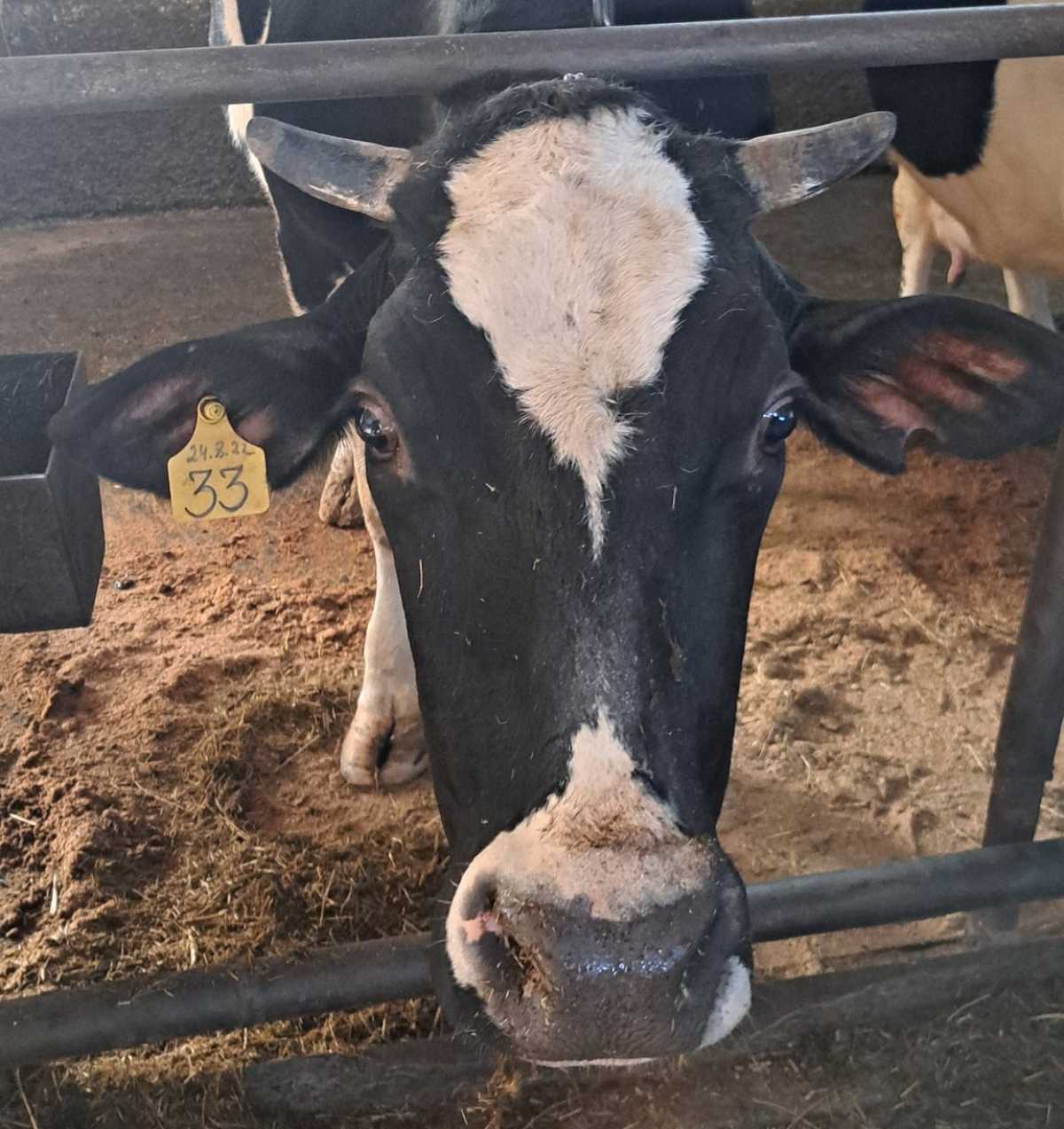 В хозяйстве содержат 1393 головы крупного рогатого скота.