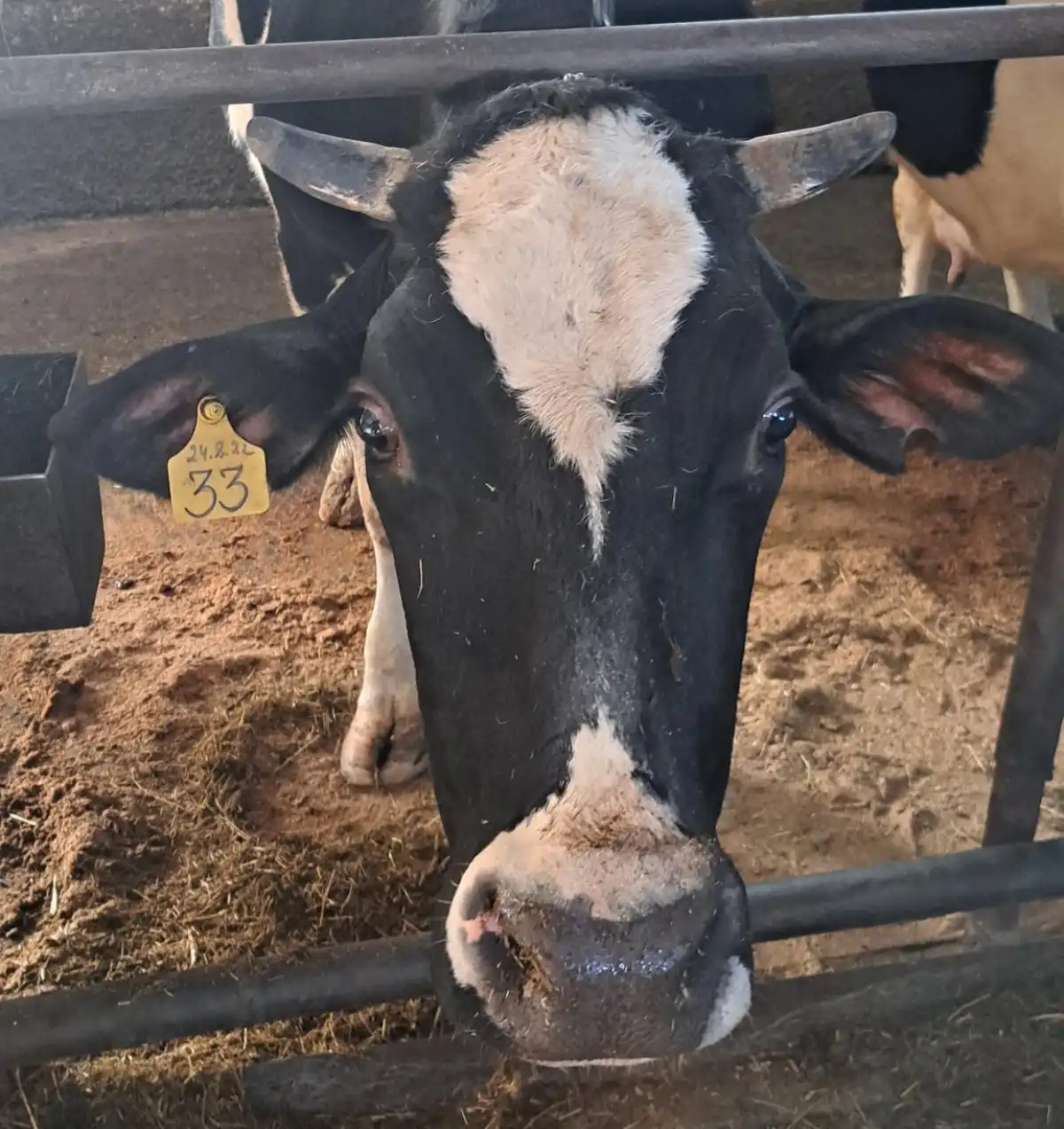 В хозяйстве содержат 1393 головы крупного рогатого скота.