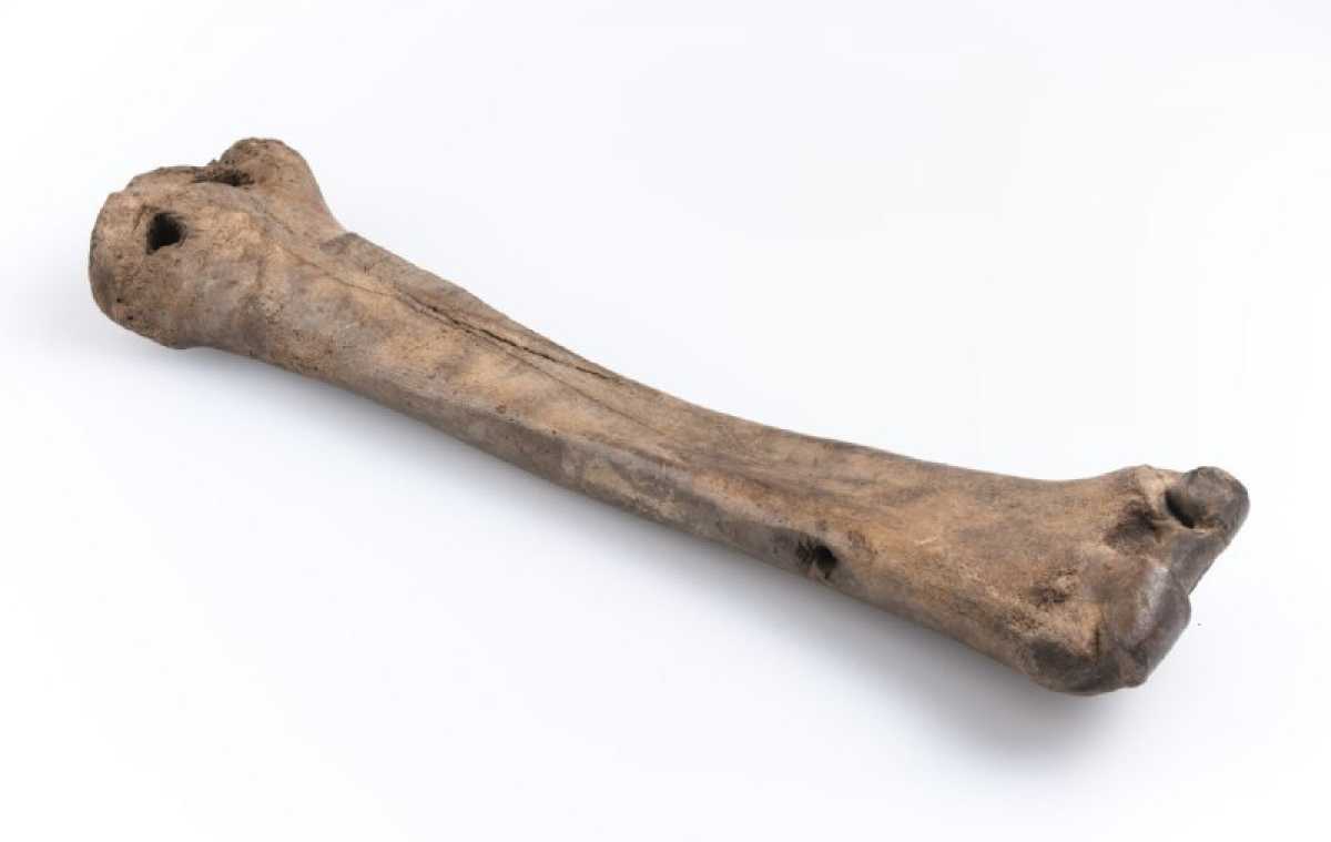 О костяных коньках рассказывают не только археологи. Их можно увидеть и на старинных изображениях — например, в трудах шведского учёного Олафа Магнуса и даже в житии католической святой Лидвины.