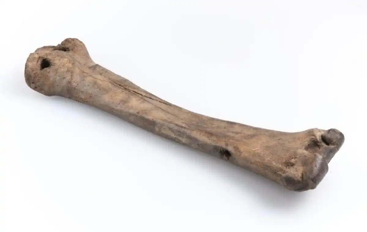 О костяных коньках рассказывают не только археологи. Их можно увидеть и на старинных изображениях — например, в трудах шведского учёного Олафа Магнуса и даже в житии католической святой Лидвины.