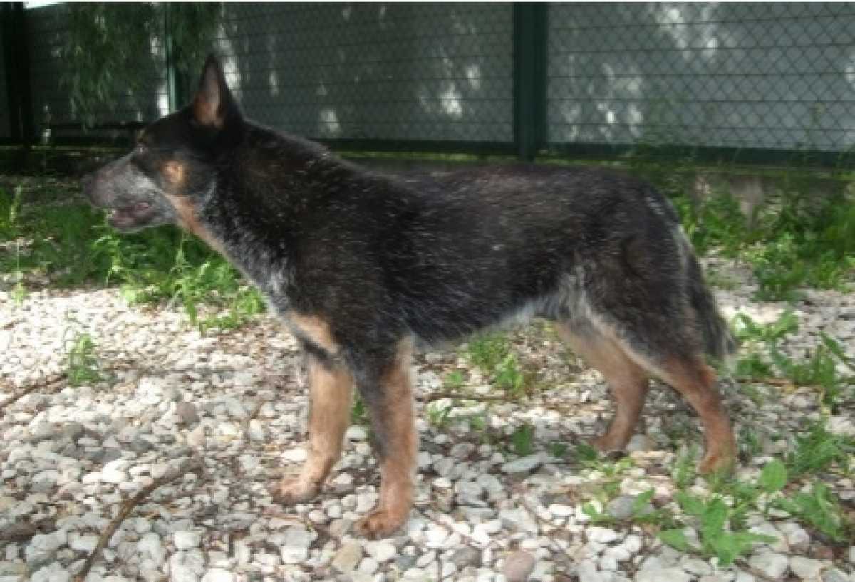 Псу породы австралийский кеттл-дог сейчас 10 лет.