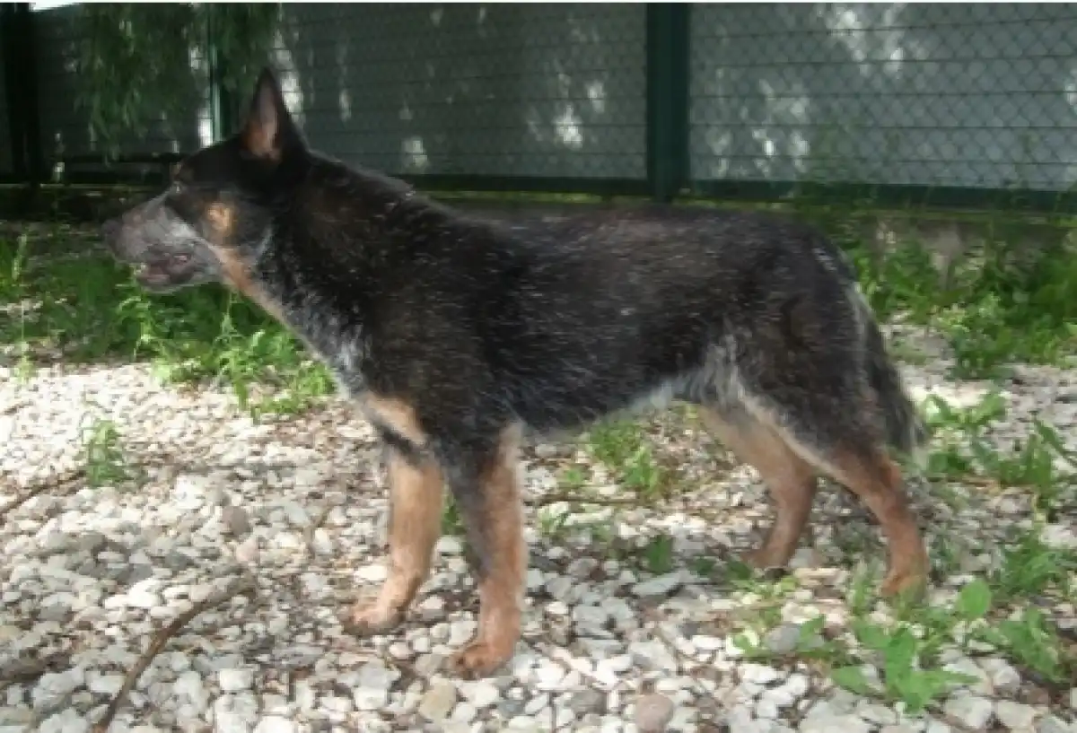 Псу породы австралийский кеттл-дог сейчас 10 лет.