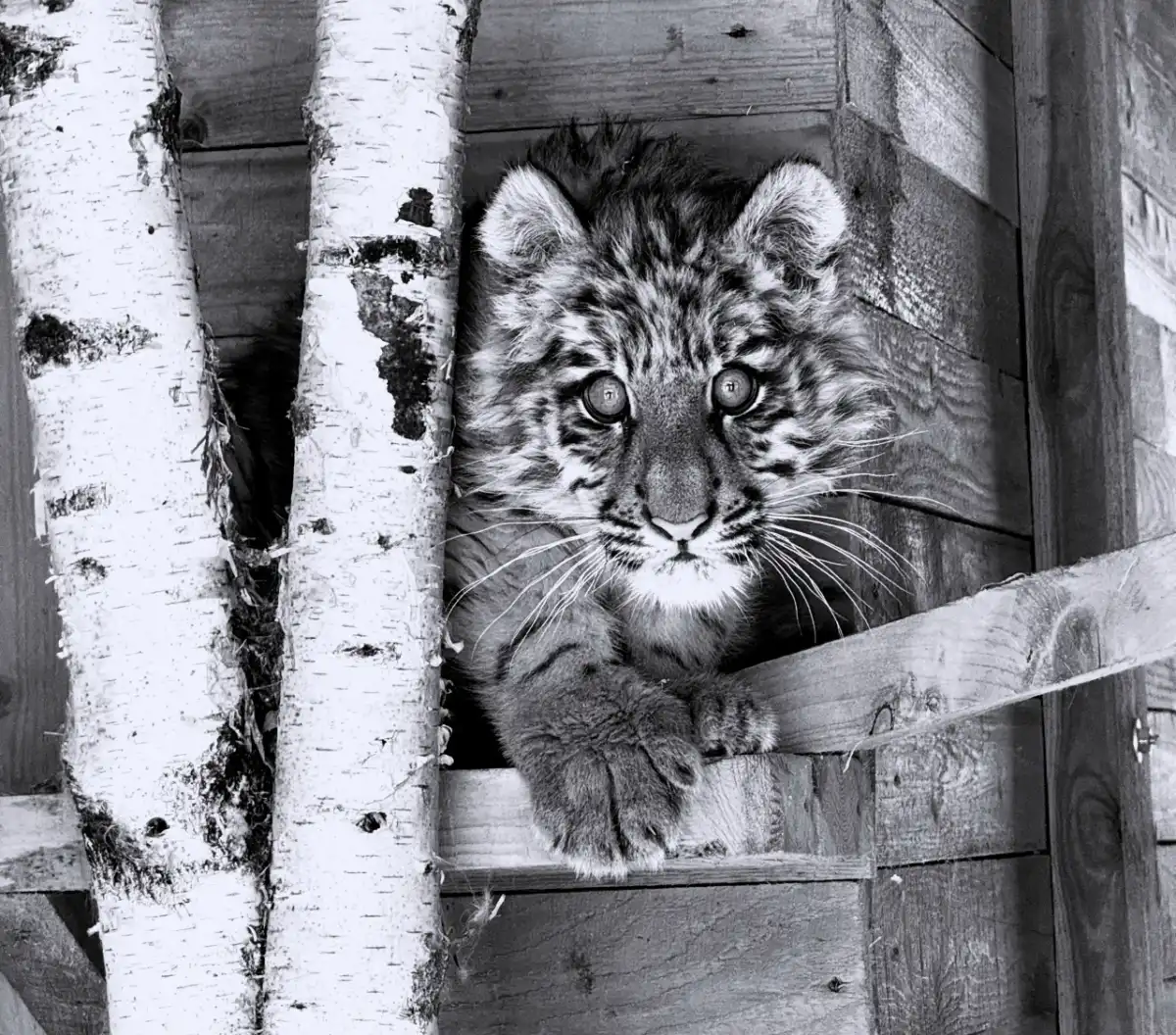 За жизнь Шархана два дня боролись врачи из Санкт-Петербурга.