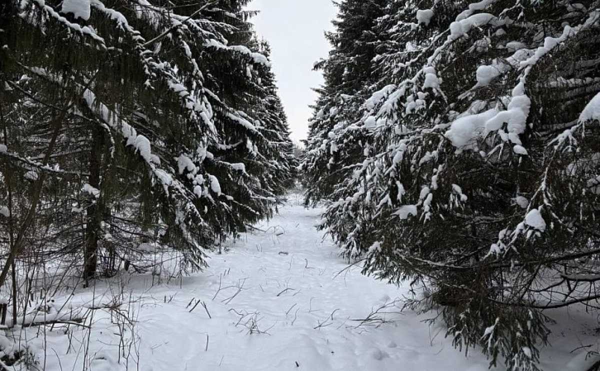 В ближайшие два года в регионе планируют переработать 40 тонн шишек, что позволит получить 1220 кг семян.