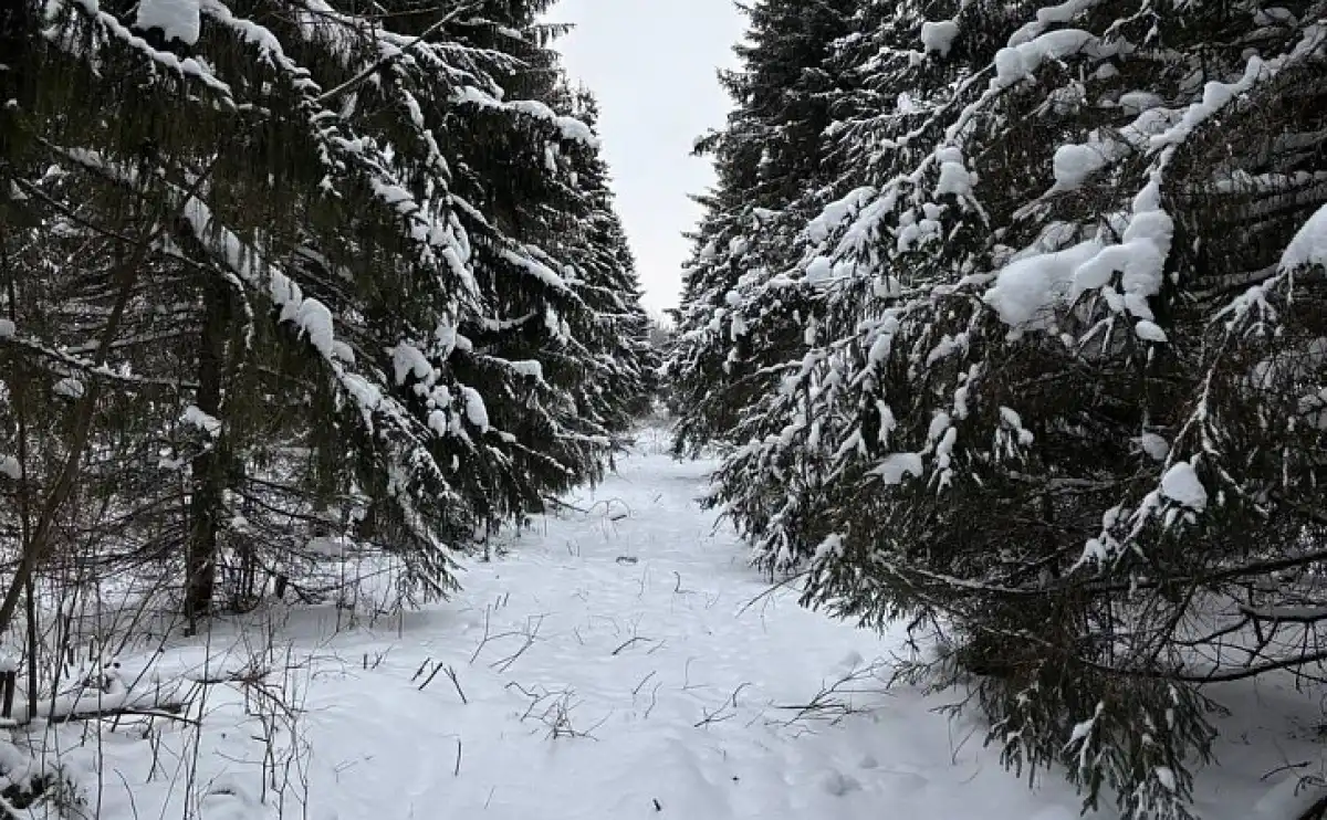 В ближайшие два года в регионе планируют переработать 40 тонн шишек, что позволит получить 1220 кг семян.