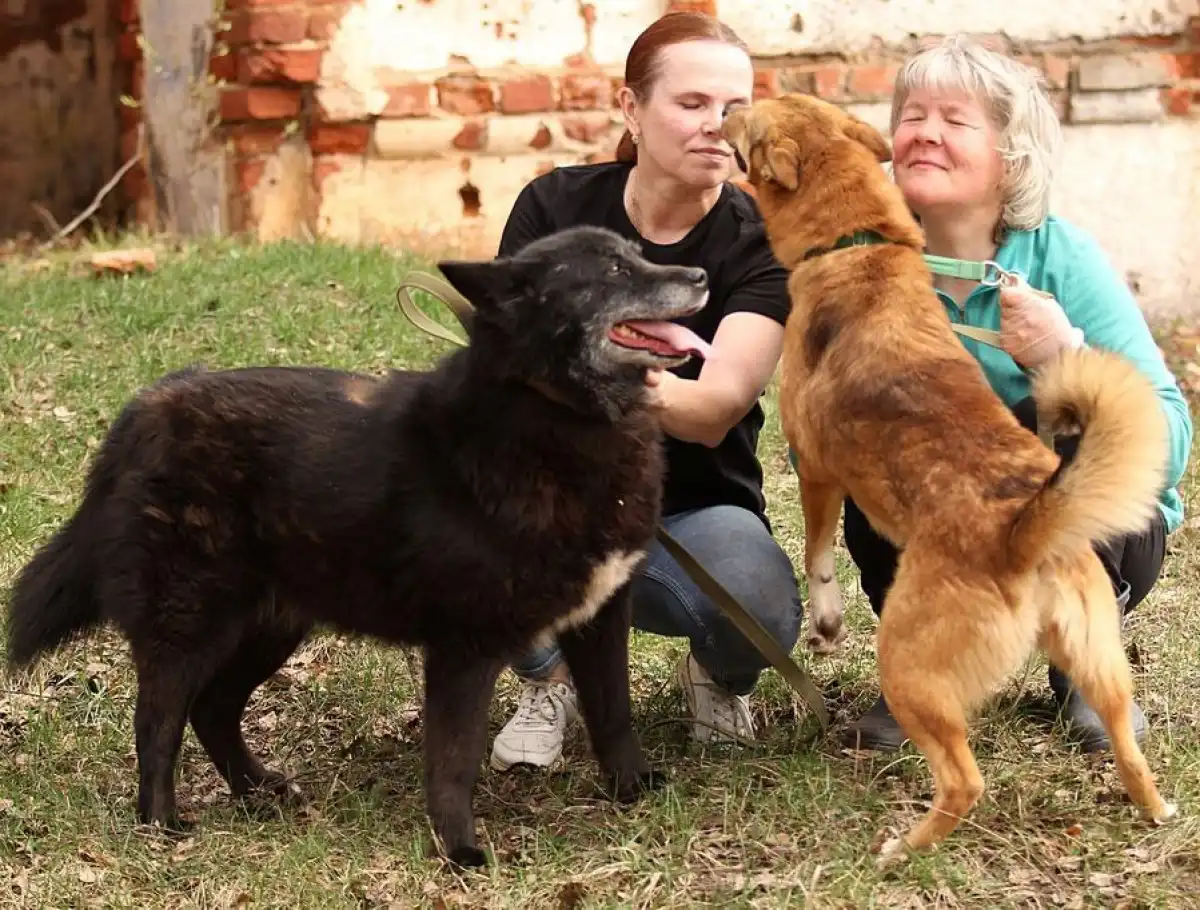 В фонде защиты бездомных животных «Найда» заботятся о пожилых собаках.