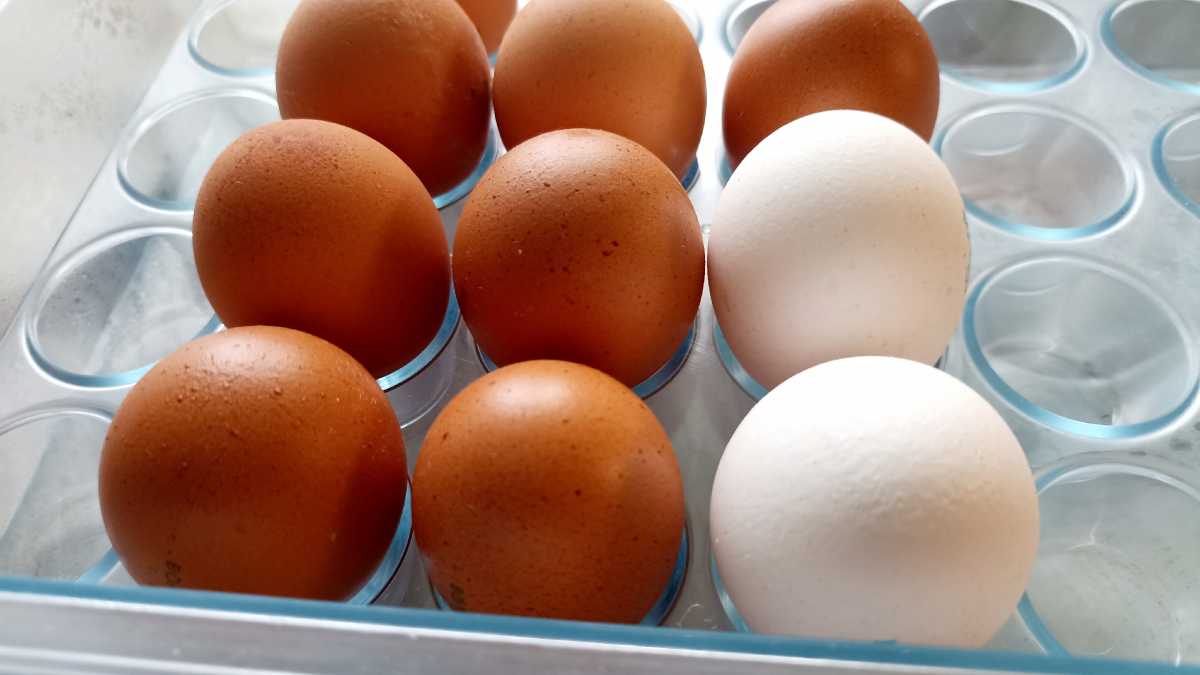 В 2025 году в регионе получили яиц на 30,1% больше, чем в 2024-м.