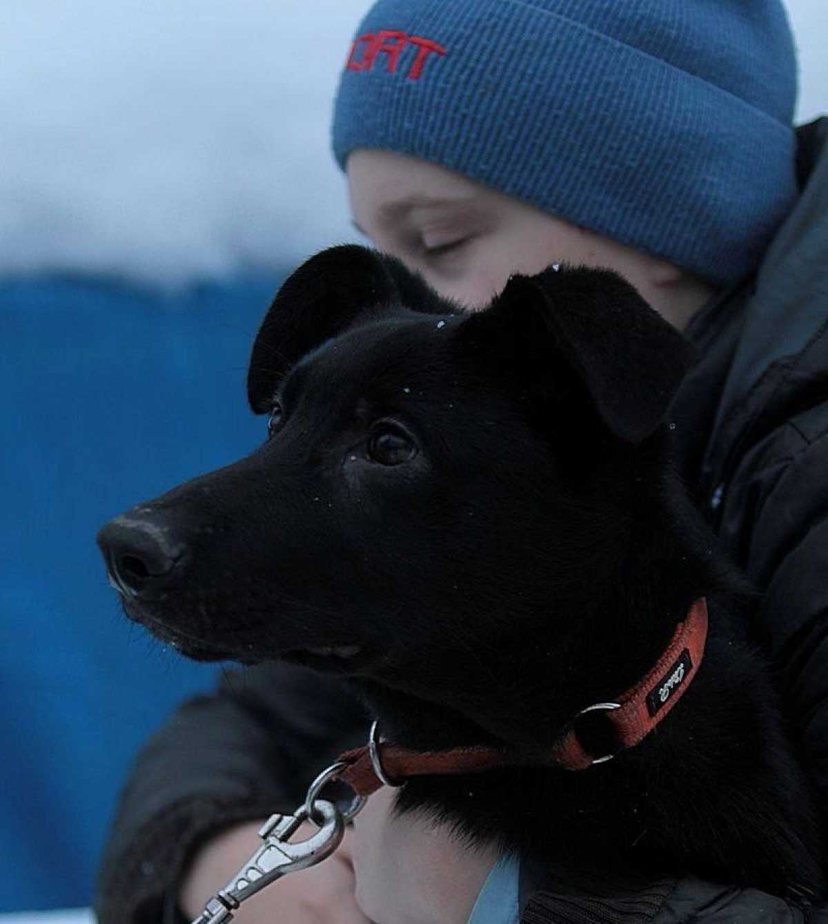 ТВ-сюжет о боровичском приюте «Найда»  борется за международную премию «Мой ласковый и нужный зверь»