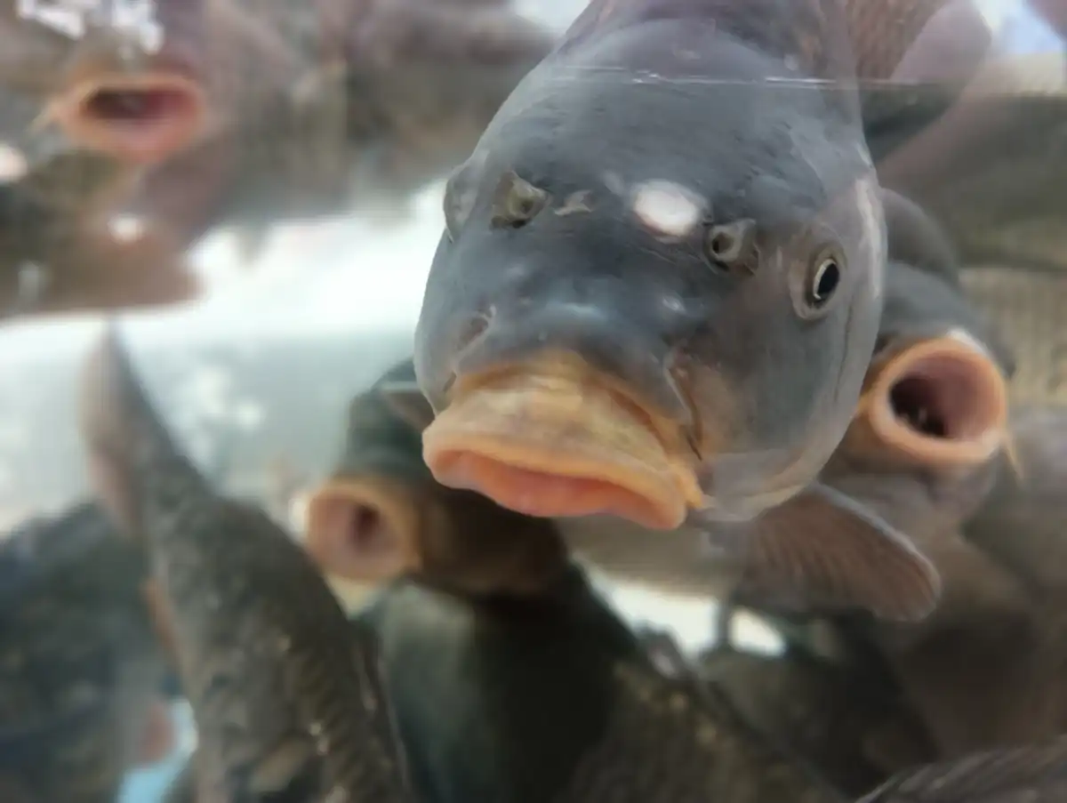 В Новгородской области работают более 20 рыбоводных хозяйств.