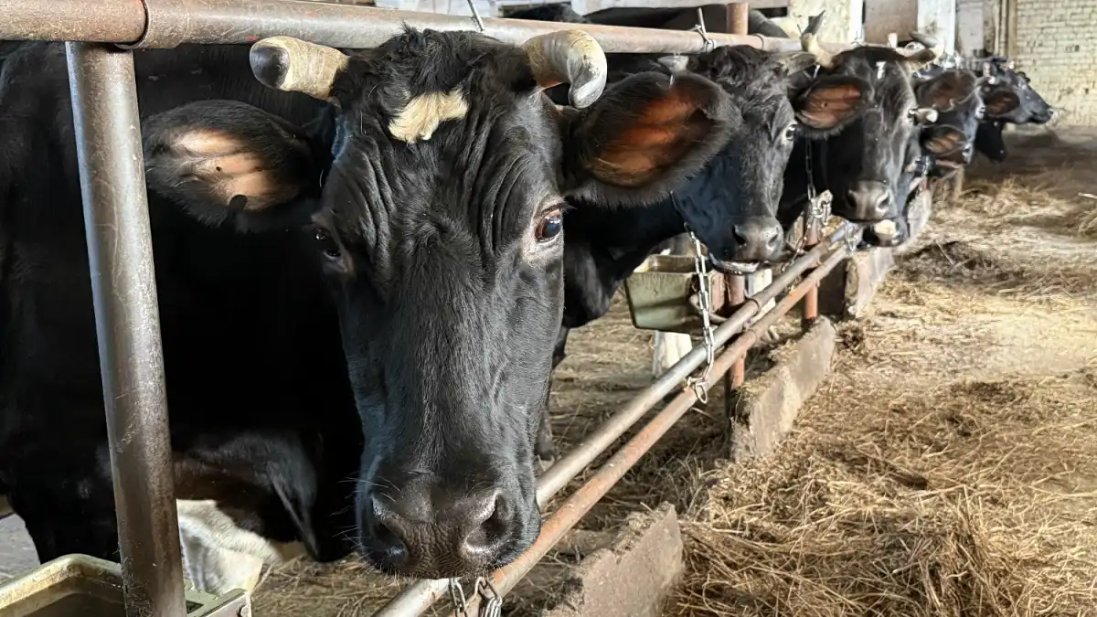 Лидирующим хозяйством в отрасли животноводства Батецкого округа по-прежнему остается ООО «Передольское».