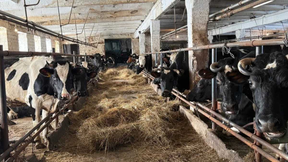 Общее поголовье крупного рогатого скота в хозяйствах всех категорий Батецкого округа достигло 3734 животных.