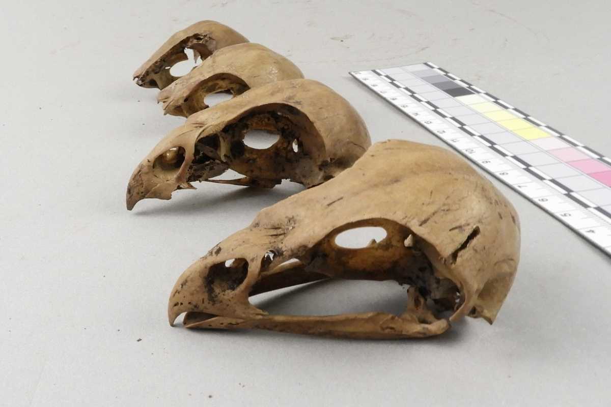 Соколиная охота, как один из элитарных видов досуга, на Руси известна с древних времён.