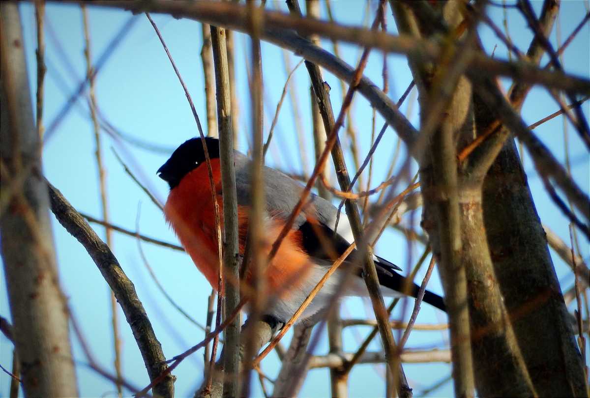Южный циклон принесёт метели в Новгородскую область