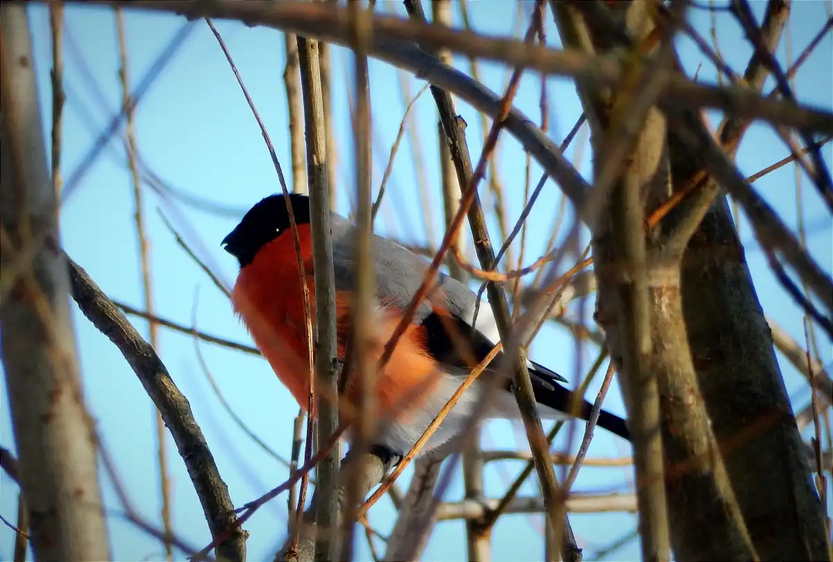 Завтра, 19 февраля, ночью в регионе температура воздуха будет достигать -12-17 градусов, днём – -6-11.
