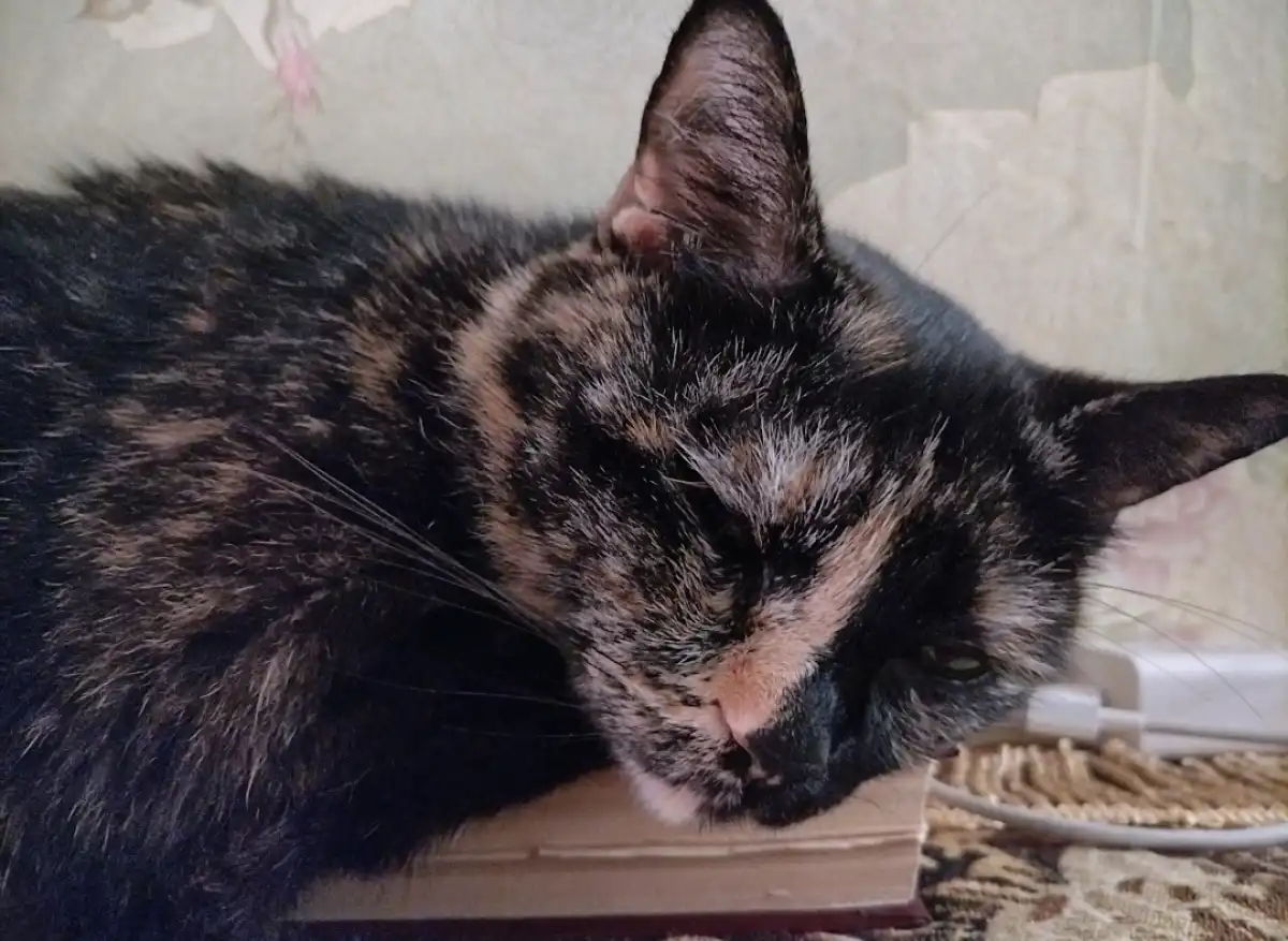 У владельцев домашних животных из Шимска и Боровичей стало больше возможностей приобрести лекарства для питомцев в лицензированной ветаптеке.