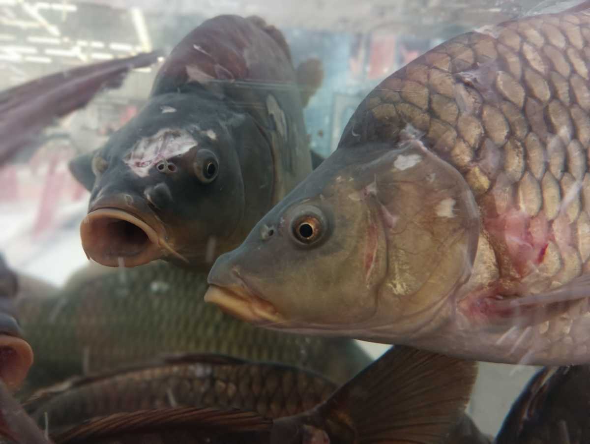 Акция «Доступная рыба» входит в план мероприятий по увеличению потребления рыбной продукции в Новгородской области.