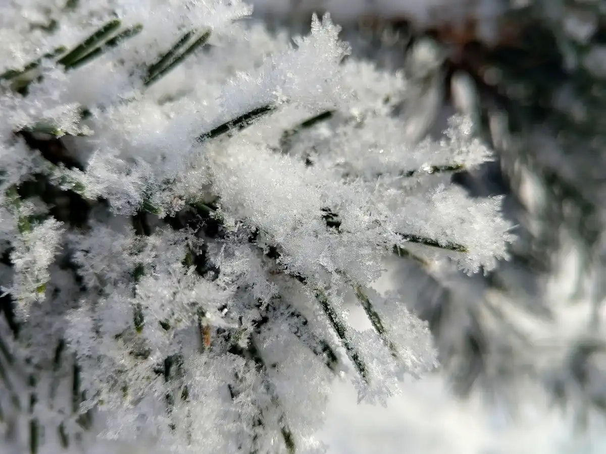 Воскресенье на Новгородчине будет снежным.