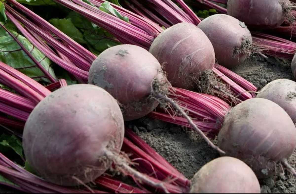 С одного гектара убранной площади получено 369,6 центнера свеклы.