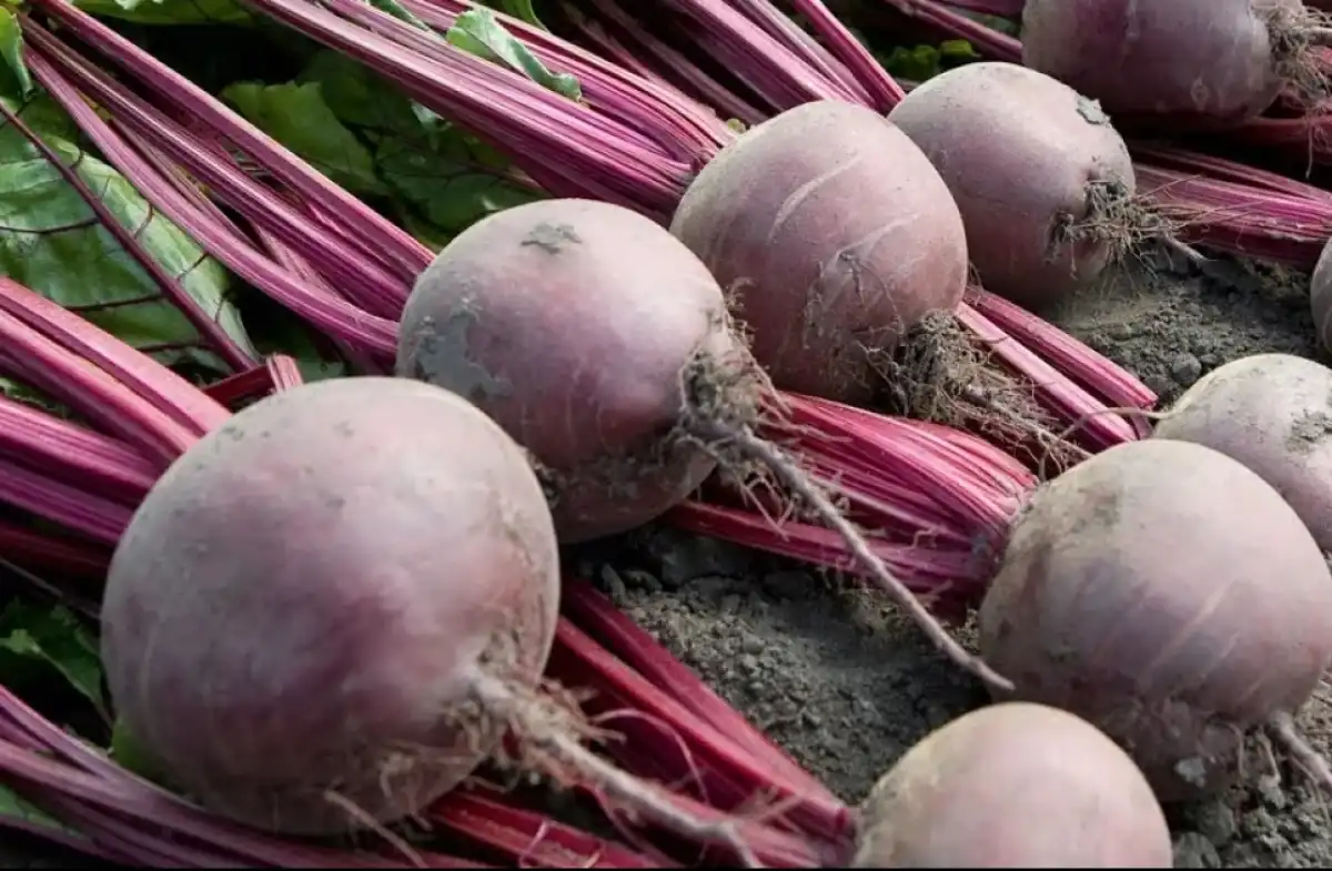 С одного гектара убранной площади получено 369,6 центнера свеклы.