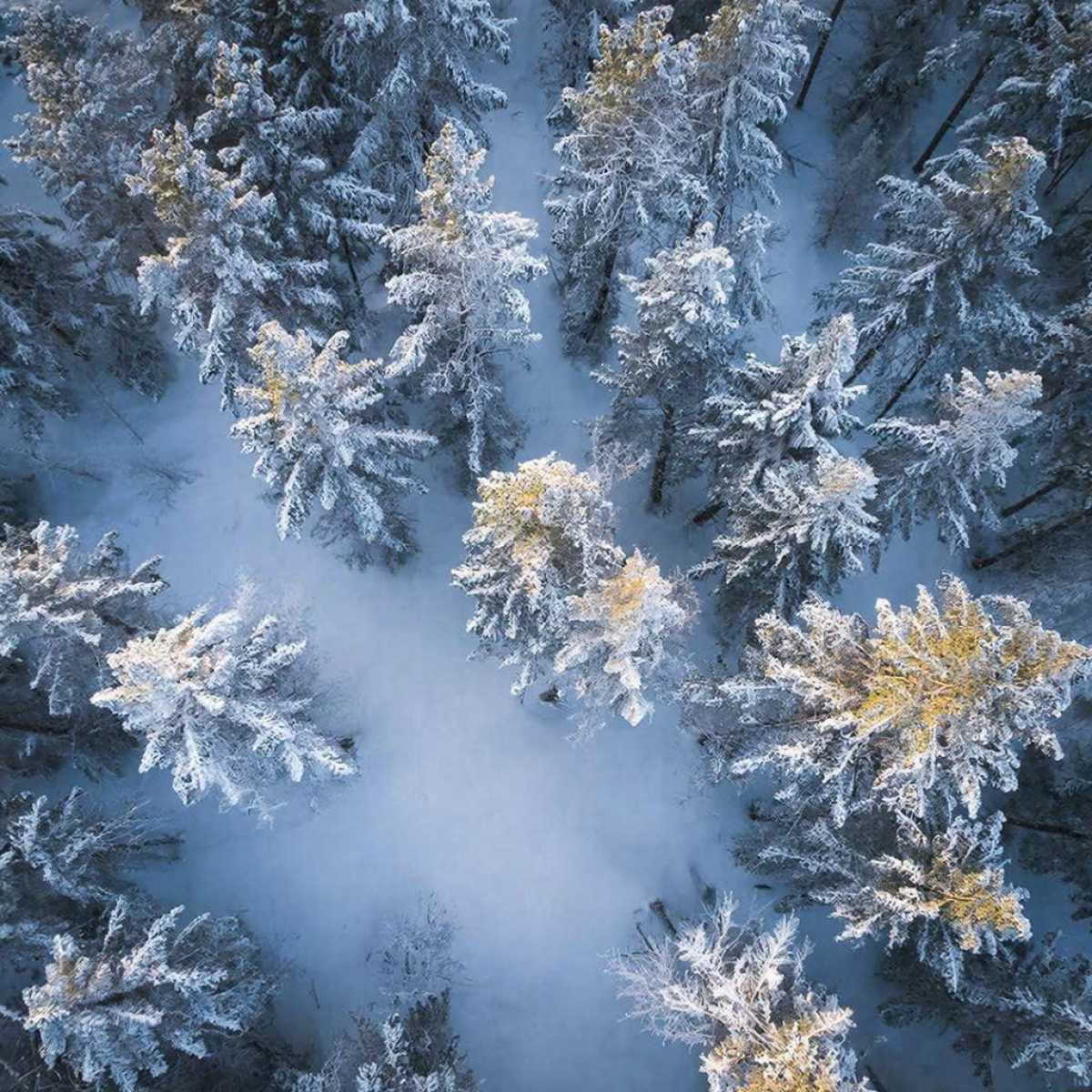 В Новгородской области с помощью БПЛА выявлено 12 зарастающих участков