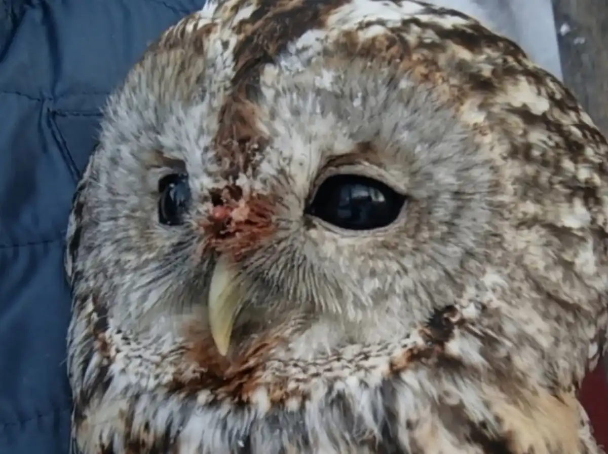 Состояние поступивших на Новгородский соколиный двор птиц стабильное.