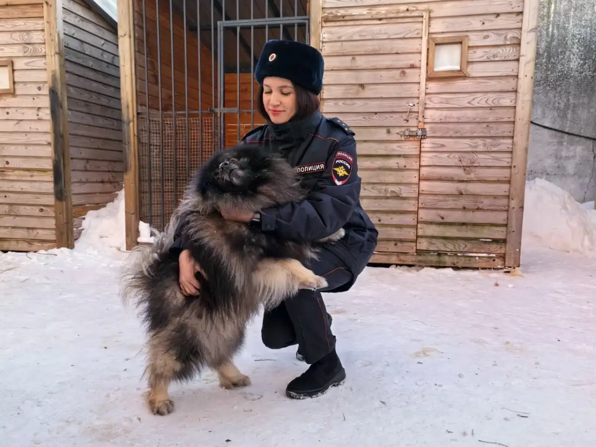 В числе наиболее подходящих пород для службы предпочтение отдается таксам, но числятся в штате собак-детекторов также крупный немецкий шпиц, австралийский хилер, ягдтерьер и шелти.