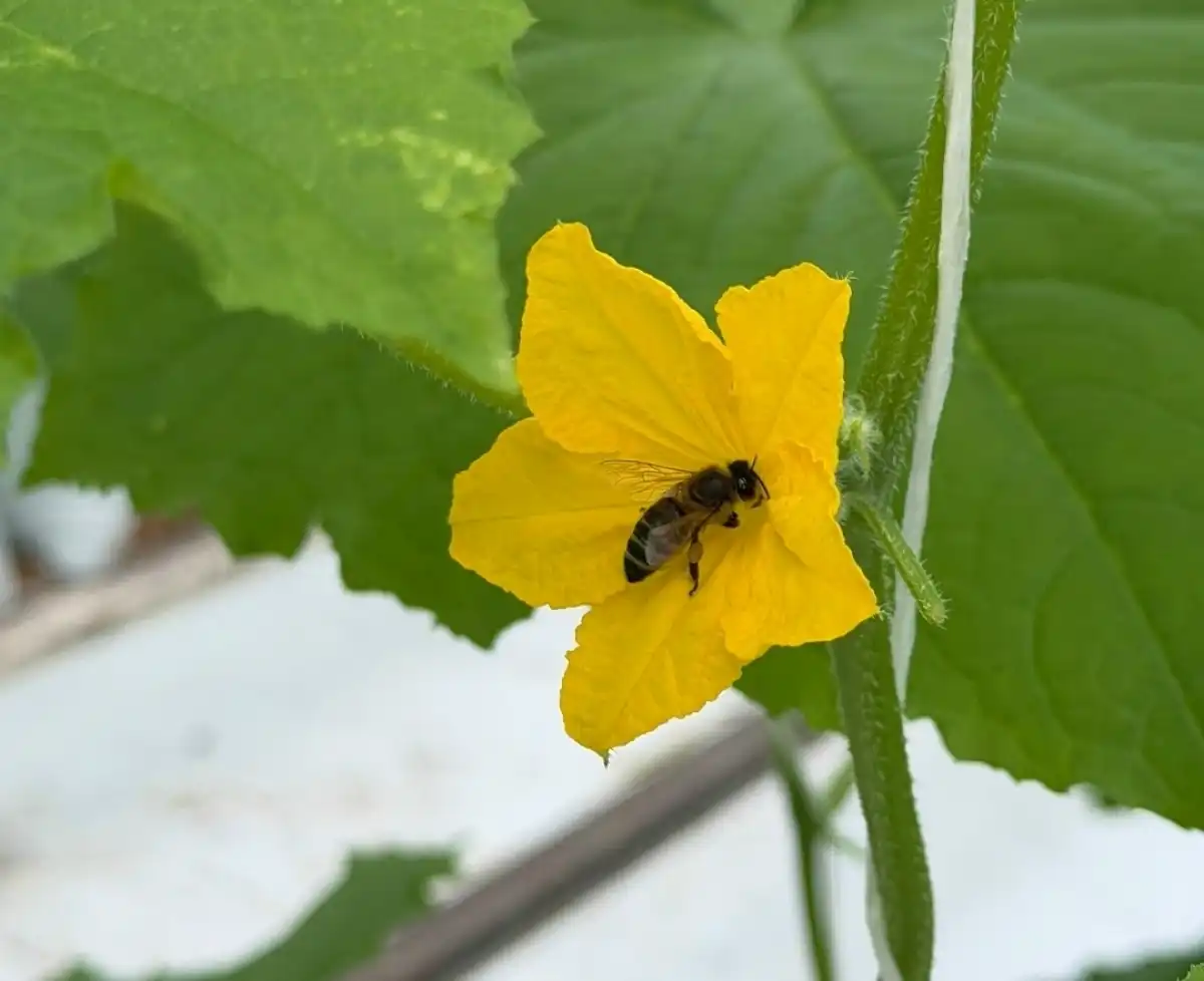 В 2025 году в тепличном комплексе «Трубичино» вырастили 3688 тонн огурцов.