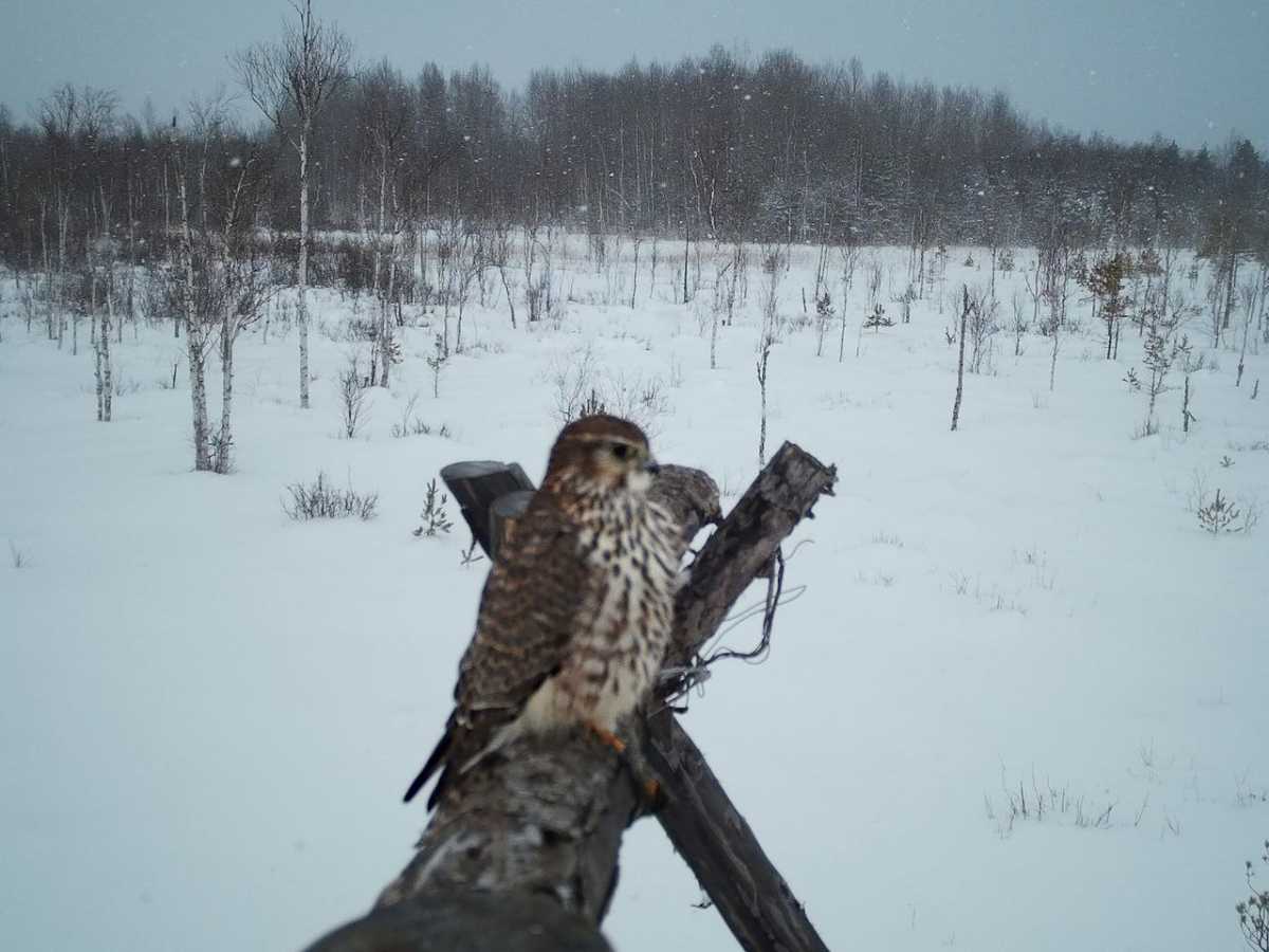 Самка дербника позировала на присаде перед фотоловушкой меньше минуты.