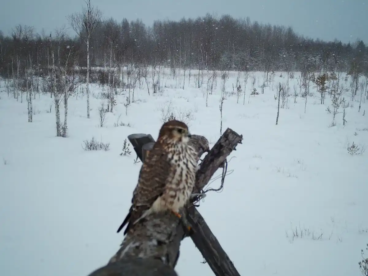 Самка дербника позировала на присаде перед фотоловушкой меньше минуты.