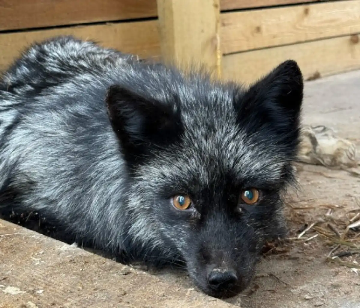 Лисам сейчас от 6 до 8 лет, и большую часть своей жизни они прожили в аду.