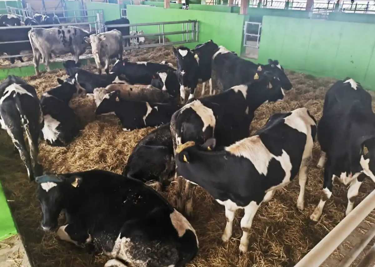 В планах животноводческого предприятия «Садко» – реконструировать ферму, в которой содержат совсем маленьких телят.