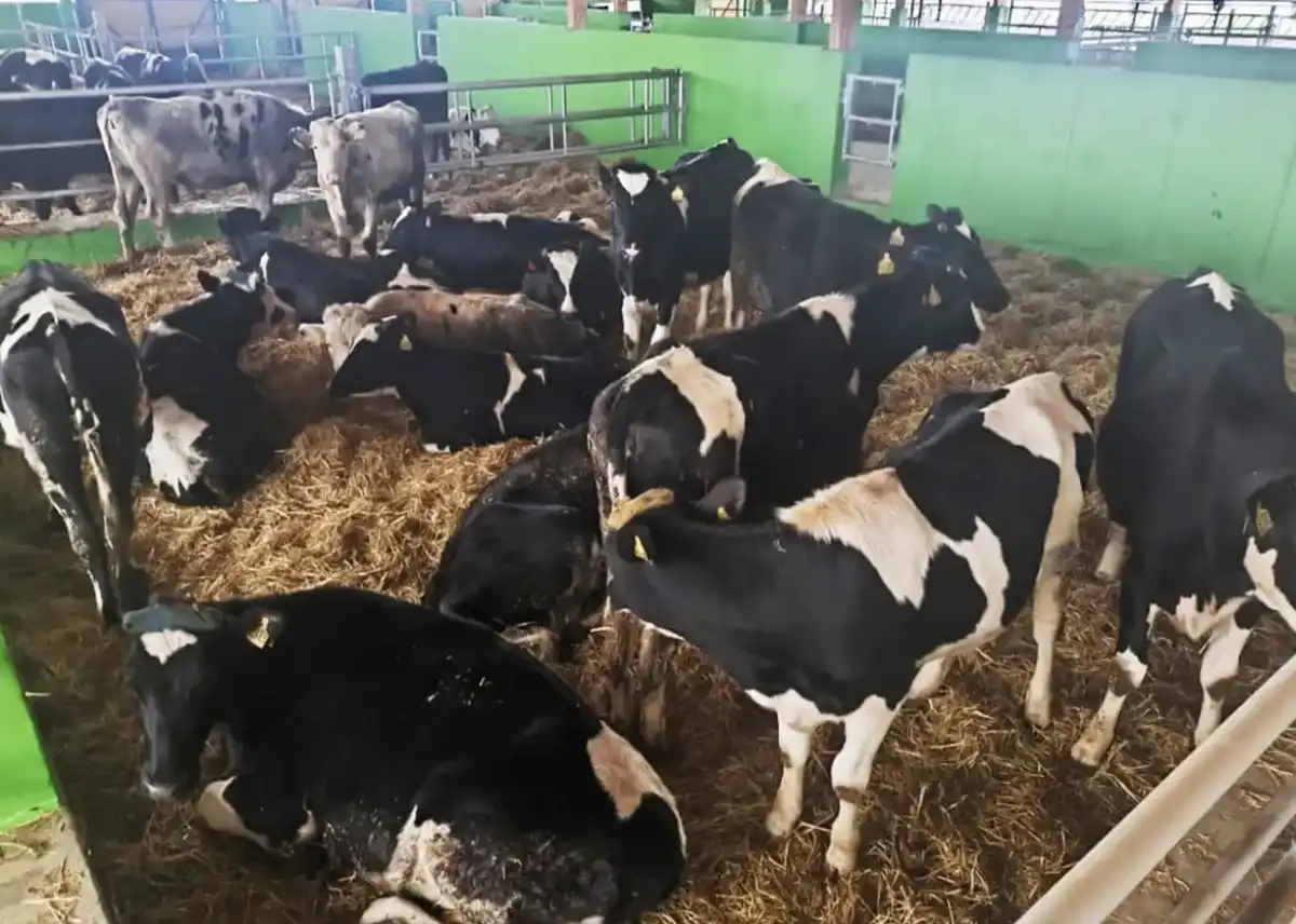 В планах животноводческого предприятия «Садко» – реконструировать ферму, в которой содержат совсем маленьких телят.