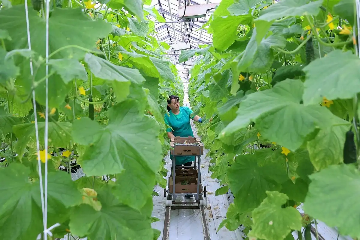 В начале марта в ООО «Трубичино» традиционно отмечают праздник первого огурца.