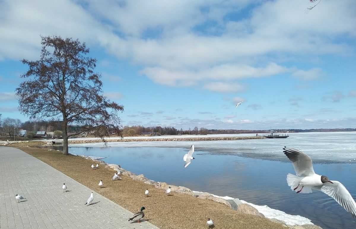 На юге Новгородской области столбики термометров достигнут 12 градусов тепла.