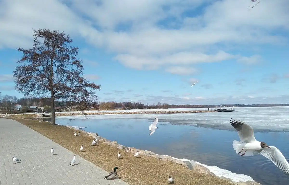 На юге Новгородской области столбики термометров достигнут 12 градусов тепла.