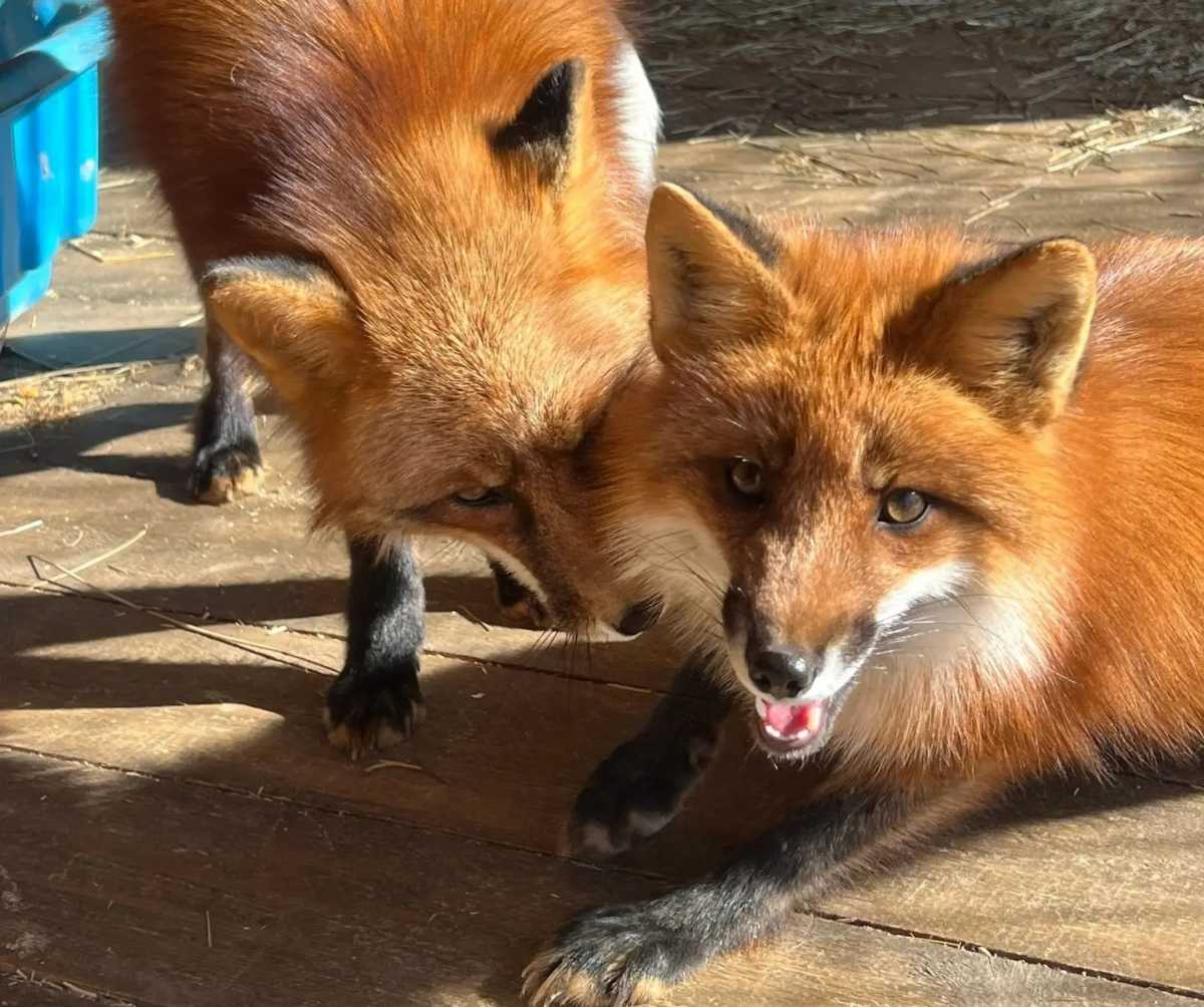 Лис Марти и его подруга Марта – символы базы отдыха.