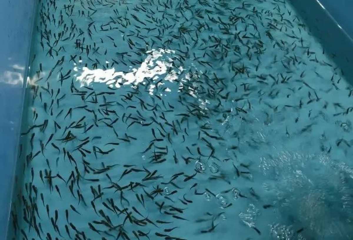 Валдайское предприятие сможет поставлять мальчков в Белоруссию, Казахстан, Армению и Киргизию.