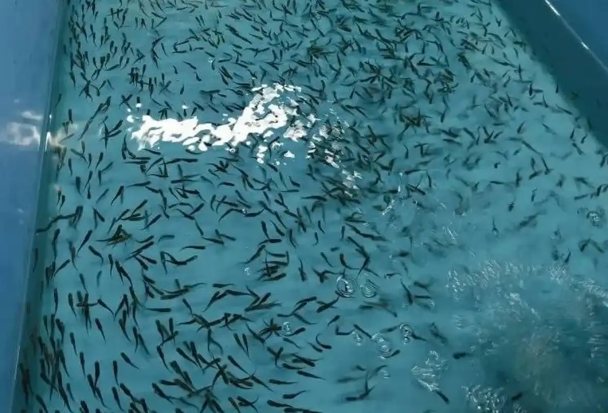 Валдайское предприятие сможет поставлять мальчков в Белоруссию, Казахстан, Армению и Киргизию.