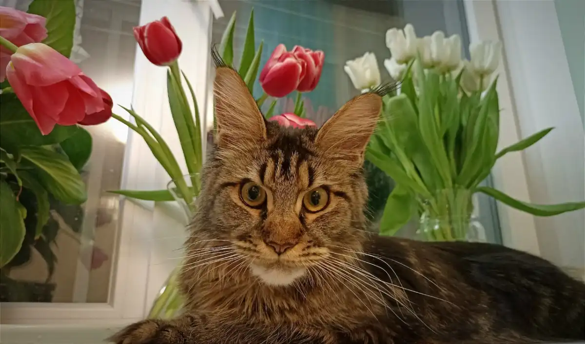 Аллергия на кошек развивается вовсе не из-за шерсти, как считают многие.