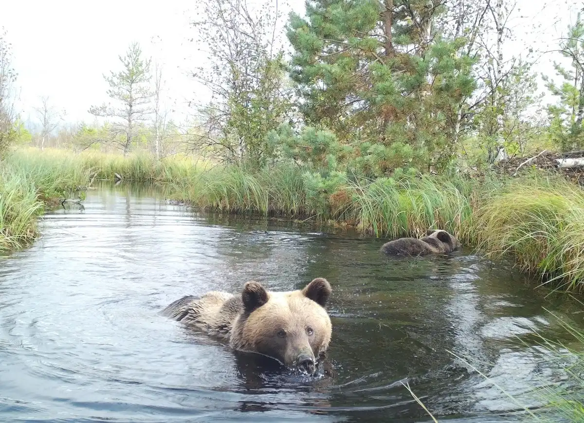 Медведица с удовольствием окуналась в воду, пока её дети плавали рядом.