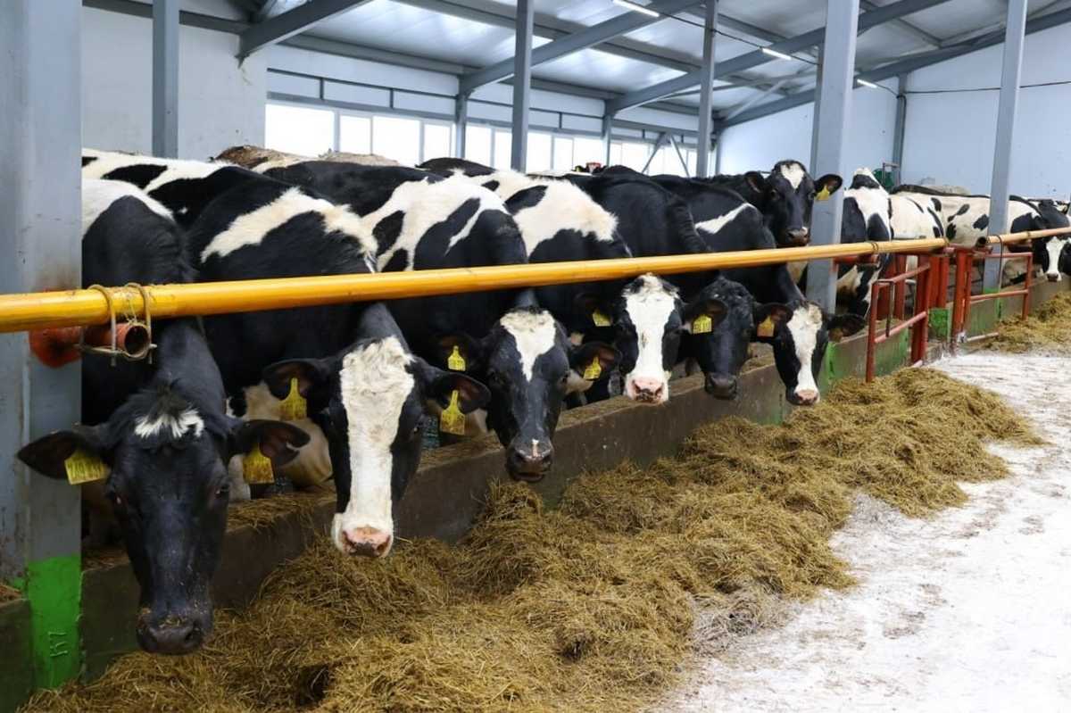 Наибольший объём поставок составила кормовая пшеница.