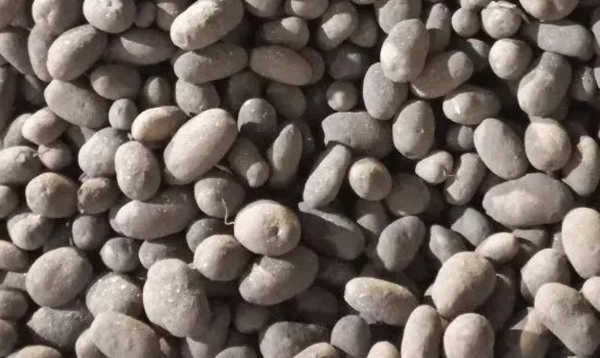 В 2026 году это первая партия семенного картофеля, отправленного из Новгородской области.