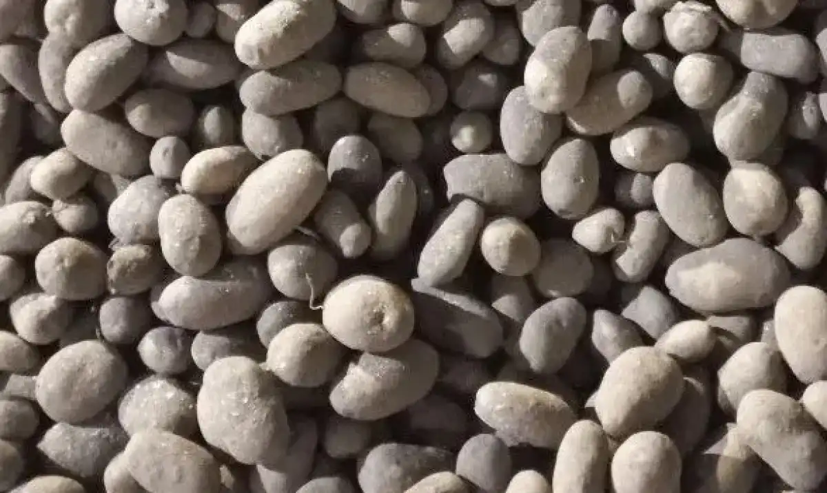 В 2026 году это первая партия семенного картофеля, отправленного из Новгородской области.