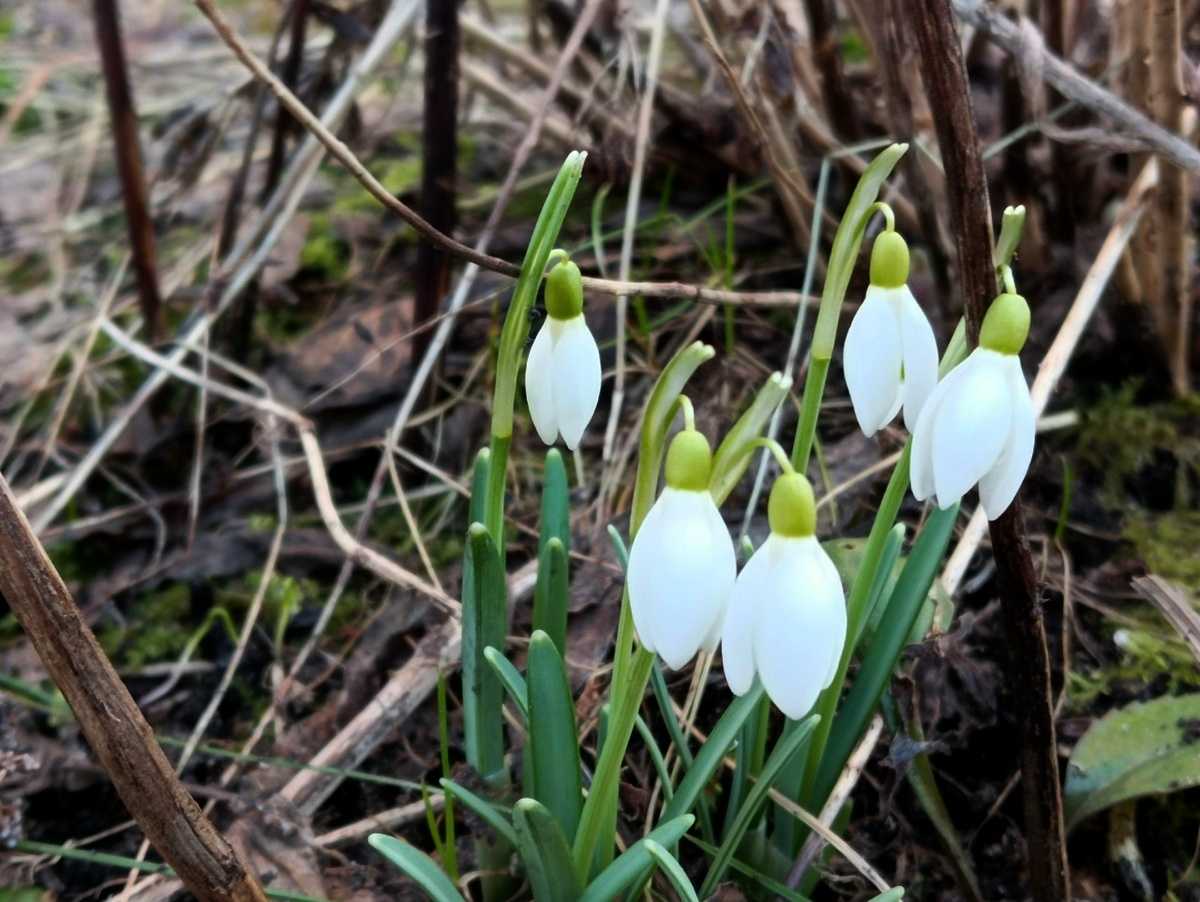 После ночного мороза днём воздух в Великом Новгороде прогреется до 12 градусов.
