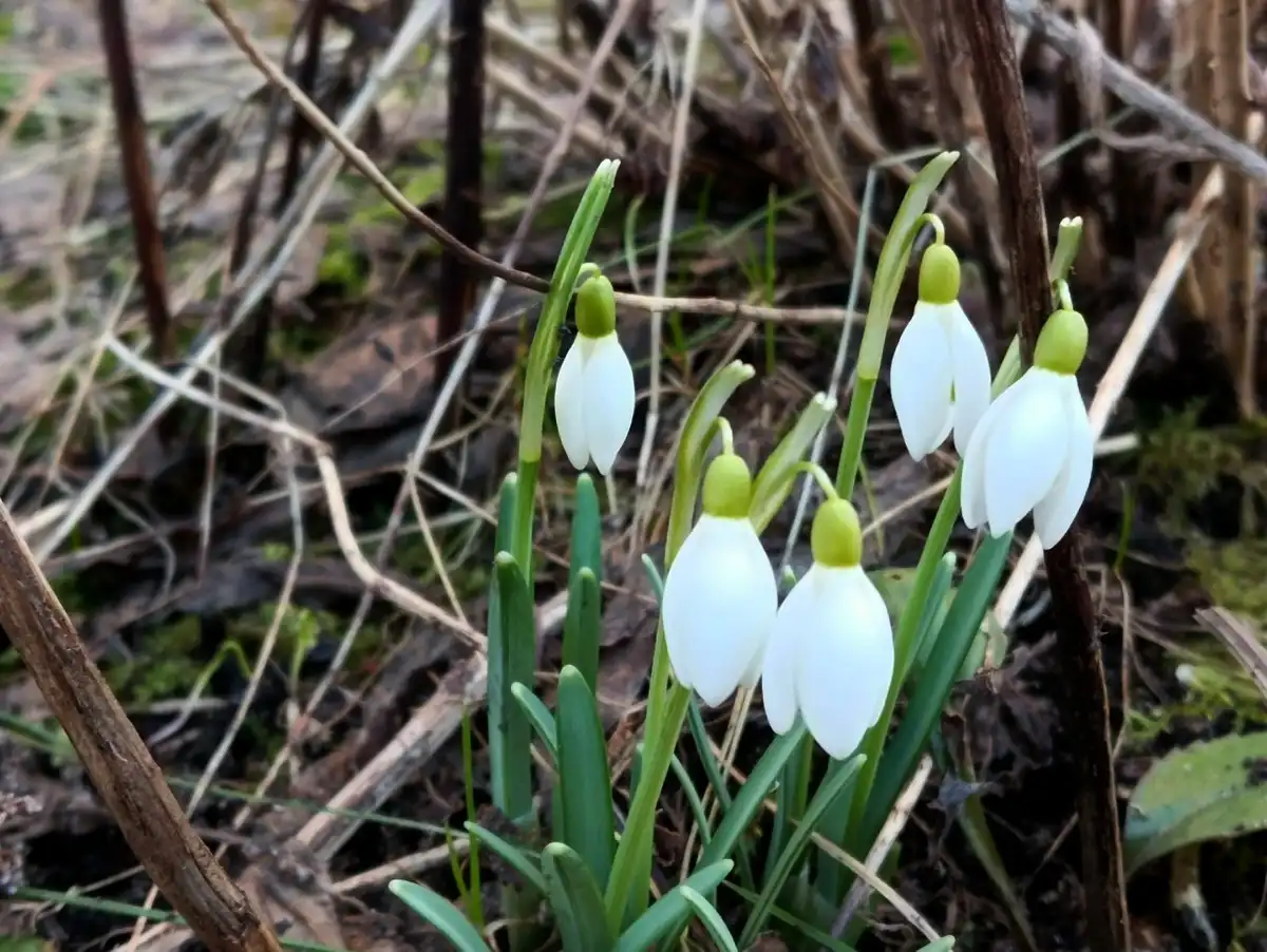 После ночного мороза днём воздух в Великом Новгороде прогреется до 12 градусов.