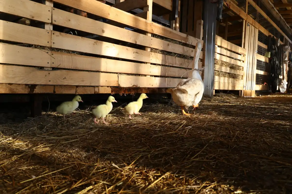 На ферме живут коровы, козы, овцы, домашняя птица.