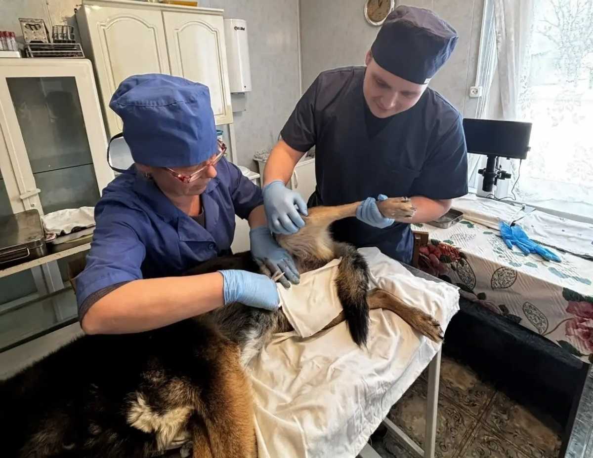 Выпускник Новгородского агротехнического техникума Иван Семёнов стал ветеринарным фельдшером Поддорской районной ветстанции.